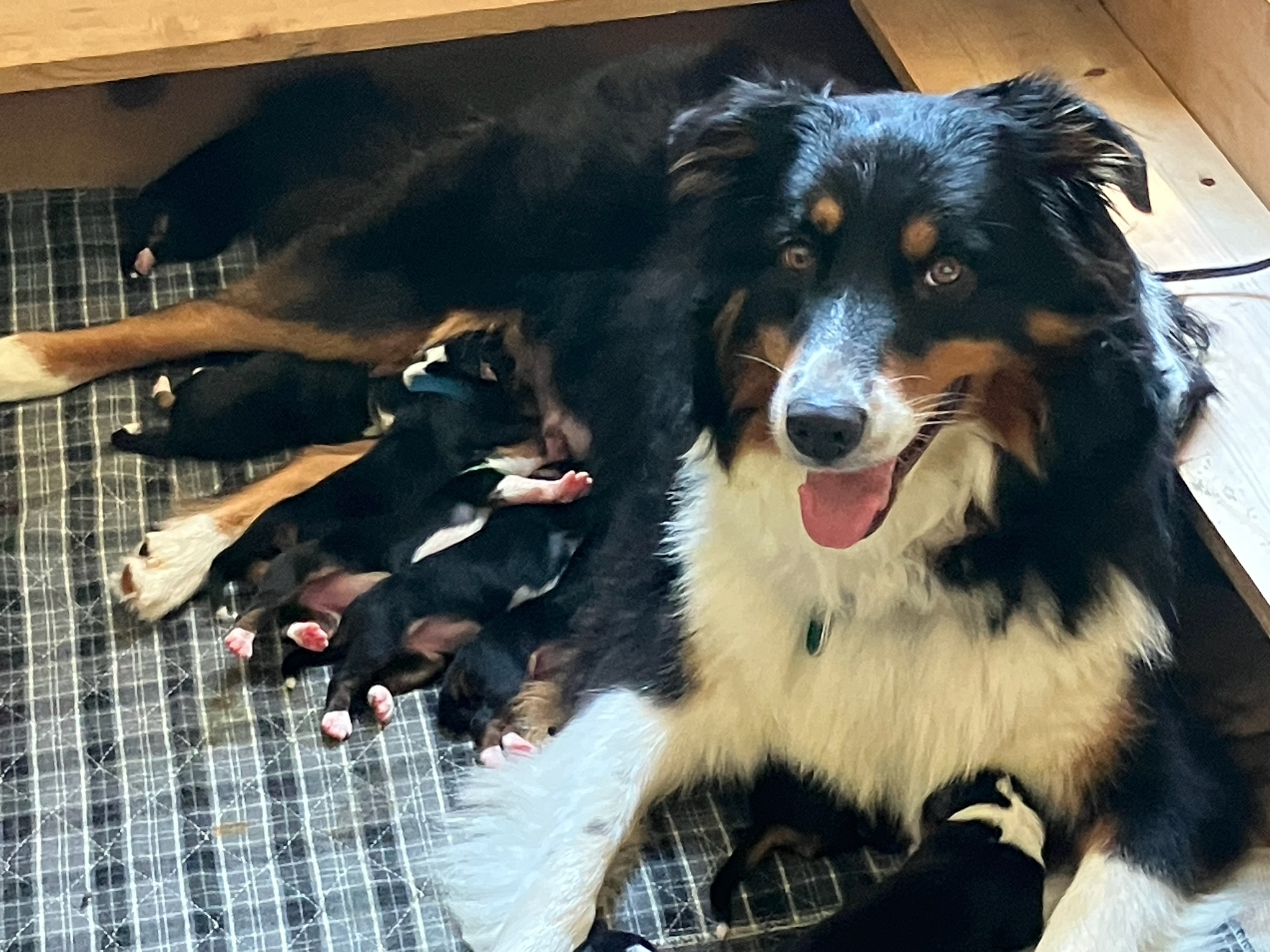 Mama with her pups