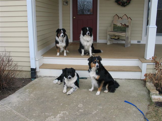 Four Shepherds on Porch